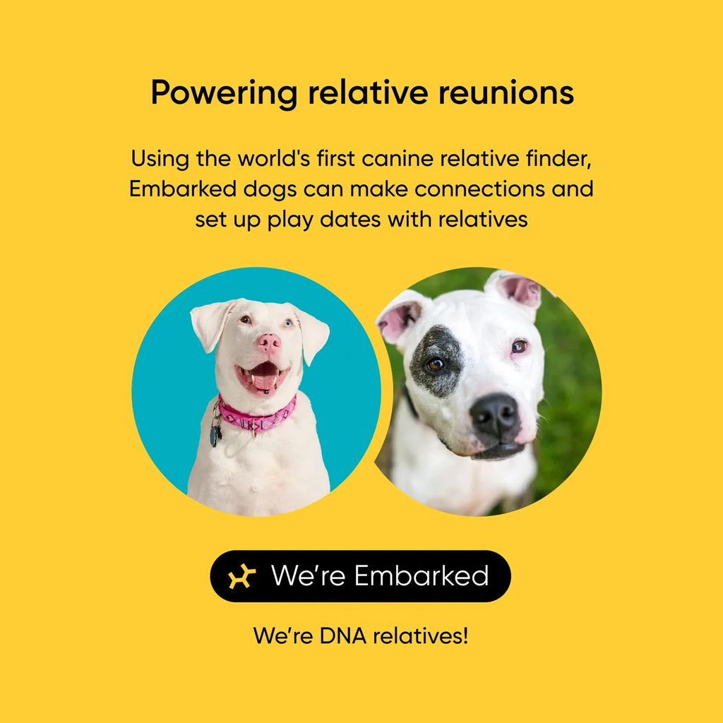 Dog Breed Ancestry DNA Test Kit