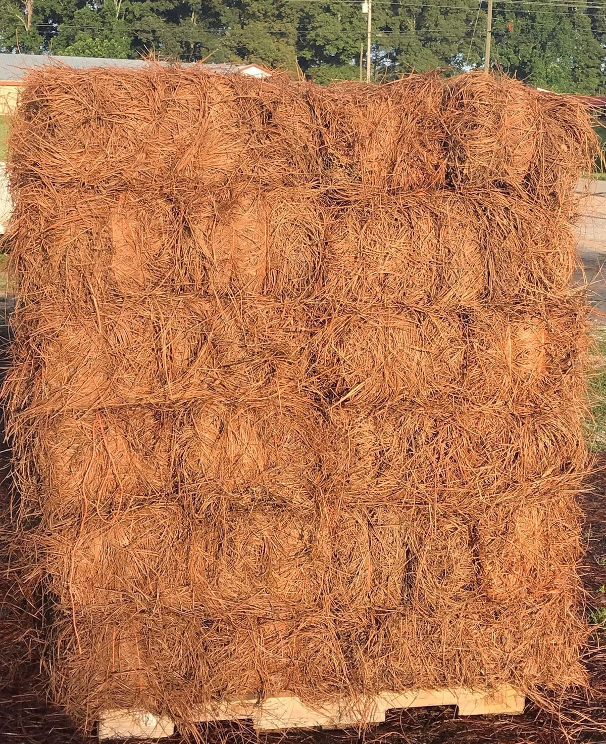USA Pinestraw Long Needle Pine Straw Mulch, 2400 Sqft Coverage, 1 Set