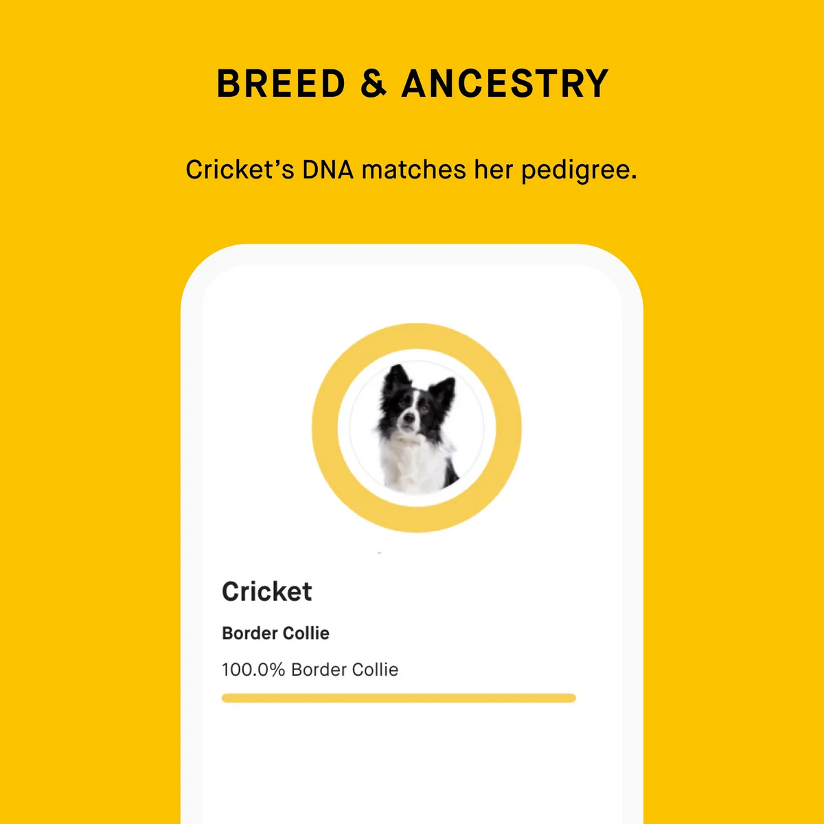 Breeder Dog DNA Test Kit