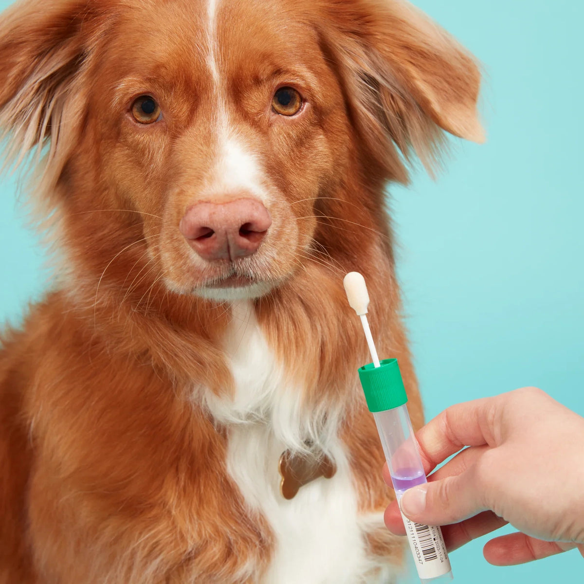 Breeder Dog DNA Test Kit