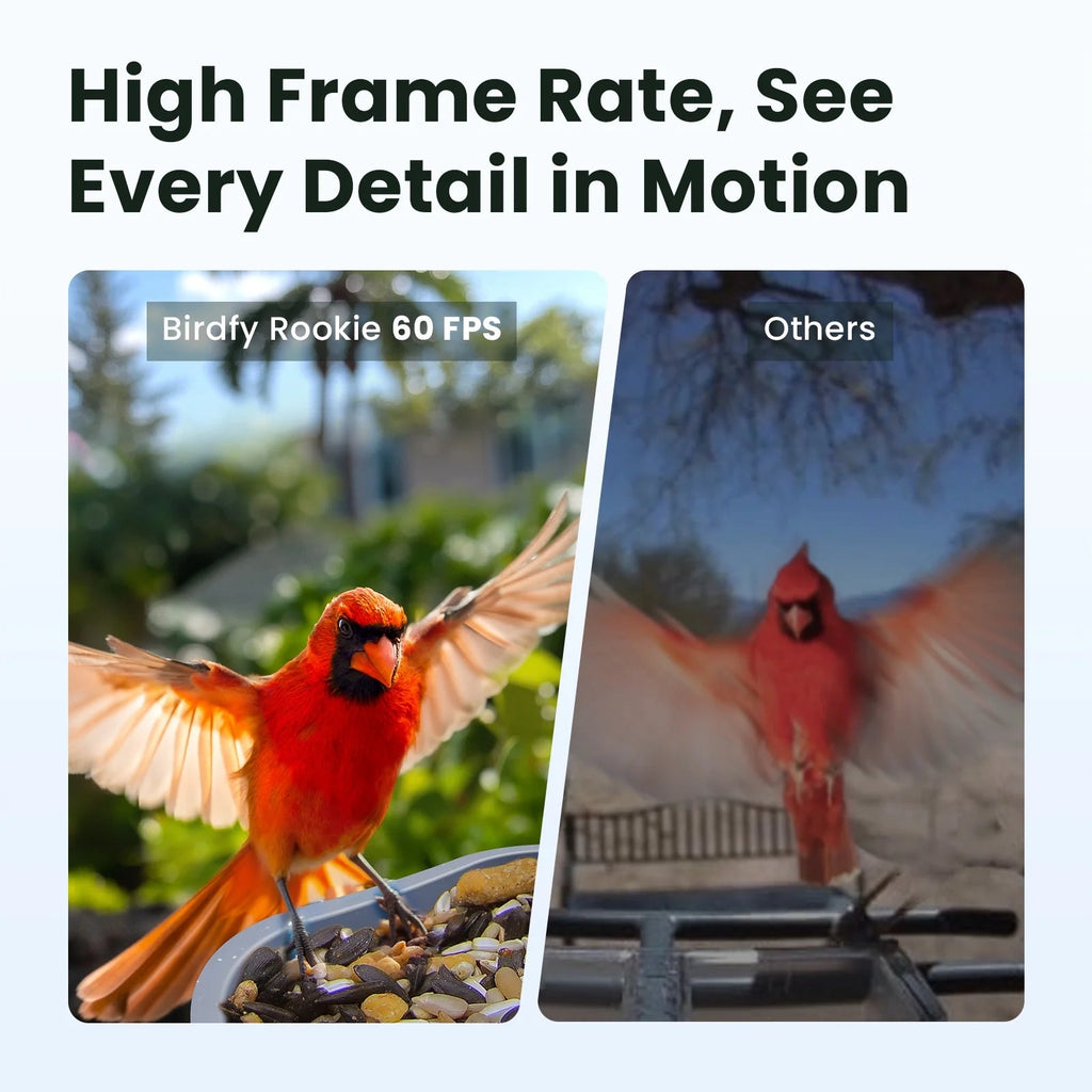 Birdfy Smart Bird Feeder With Camera, 1080P HD Video, 60FPS - Rookie